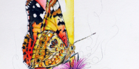 Aquarell-Distelgeheimniss-von-MilA-Daniela-Bracher-