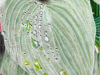 Funkie-im-Regen-von-Erich-Iseli