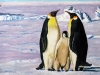 Pinguinenfamilie 7.11.15 003#003