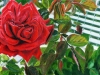 Rose von Hilda Steiner