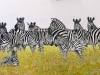 Zebraherde 50x100 Werner Rutz